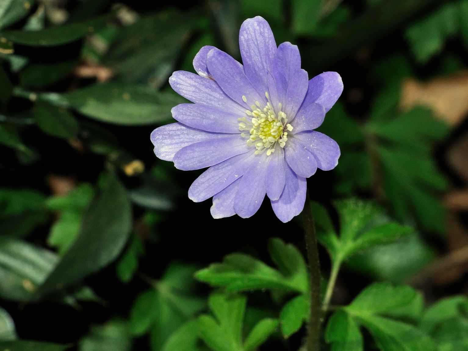 Anemone apennina